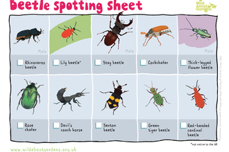 Beetle ID sheet
