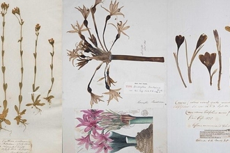 300 years of fieldwork: the plants of Cambridgeshire & the World in 1 room!