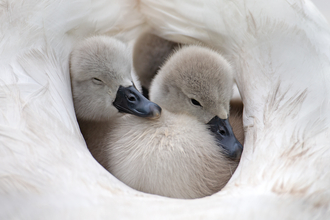Cygnets by Jon Hawkins- Surrey Hills Photography