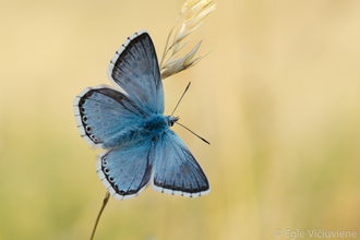 Lysandra coridon - Chalkhill Blue by Eglė Vičiuvienė