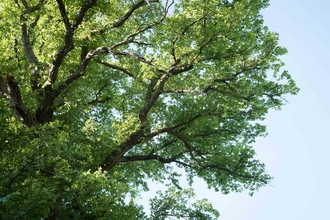 Ulmus minor, Cambridge Elm, Shingay cum Wendy, Cambridgeshire