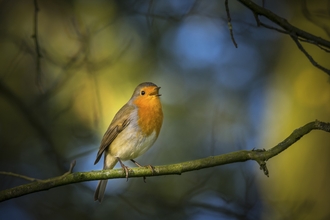 Robin singing