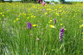 Meadow monitoring, Bugbrooke