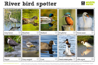 River bird spotter
