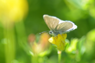 Small blue butterfly sat on a vetch