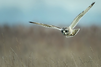 A short-eared owl in flight over Burwell Fen, looking down