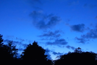 Bats in the night sky