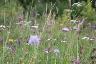 Wildflowers