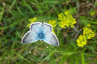 Chalk Hill Blue Totternhoe