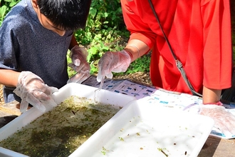 Children pond dipping