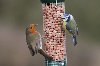 Robin and blue tit on bird feeder