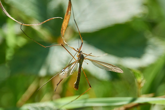 Cranefly - JS