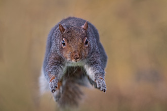 A grey squirrel captured mid-leap as if flying
