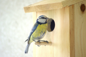 Blue tit sitting outside a bird box