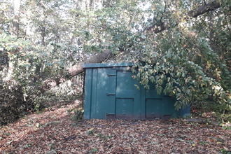 Sweet chestnut tree on tool store, Ian Hilbert