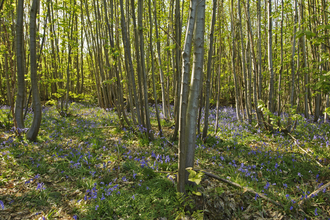 hazel coppice