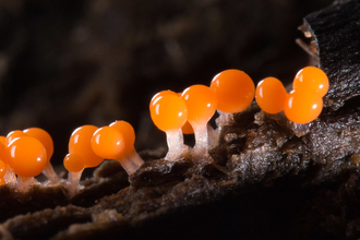 Slime mould