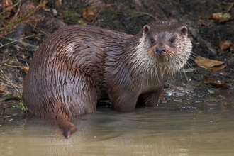 Otter