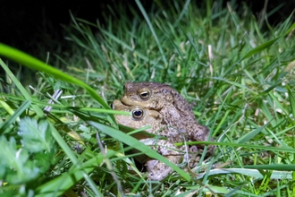 Pair of toads by Rebecca Neal