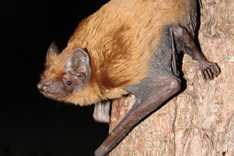 Noctule bat