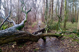 Storm damage Gamlingay Wood by Mark Ricketts