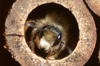 Solitary Bee in Bamboo Tube