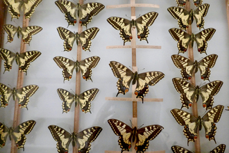 Swallowtail display Museum of Zoology Caroline Fitton