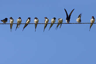 Swallows perched along a telegraph wire against a blue sky, The Wildlife Trusts