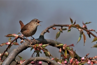 Singing wren sitting on branch in bloom. 