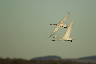 Swans in flight