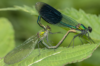 Banded demoiselle mating pair by David Harris
