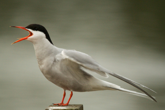 Common Tern calling 
