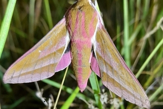 Elephant Hawk Totternhoe