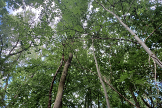 Waresley & Gransden Wood