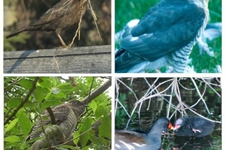 Blackbird with nest material, sparrowhawk, cuckoo and moorhen feeding chick