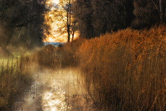 Marshy fen