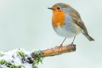 A robin sitting on a mossy branch in the snow