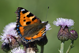 Tortoiseshell butterfly