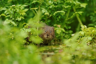 Water Vole