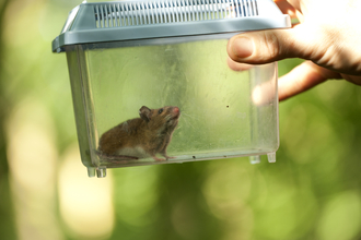 Wood mouse in a plastic container by Amy Lewis