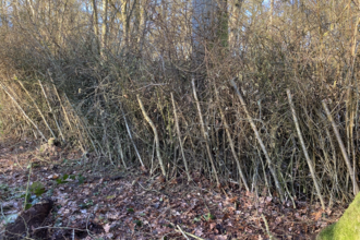 Hedgelaying at High Wood by Issy Clarke