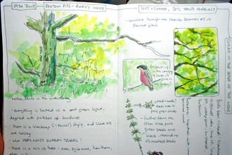 Pages of a nature journal with scenes of trees and bullfinch and descriptive text