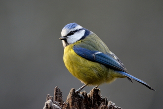 Blue Tit sitting on branch