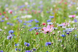 Flowers - Lead Gen Postcard image