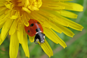 Ladybird sitting on dandelion