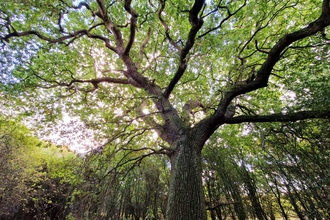 SH Oak Tree