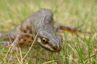 A smooth newt creeps through some short grass