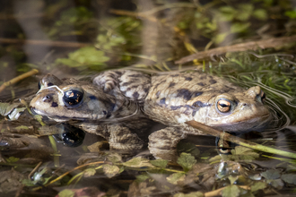 Toads Janet Dobson