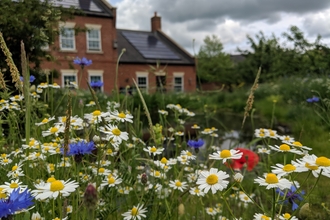 Wildflowers and pond at The Manor House Cambourne by Rebecca Neal