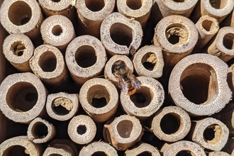 Bee Hotel - Rebecca Neal